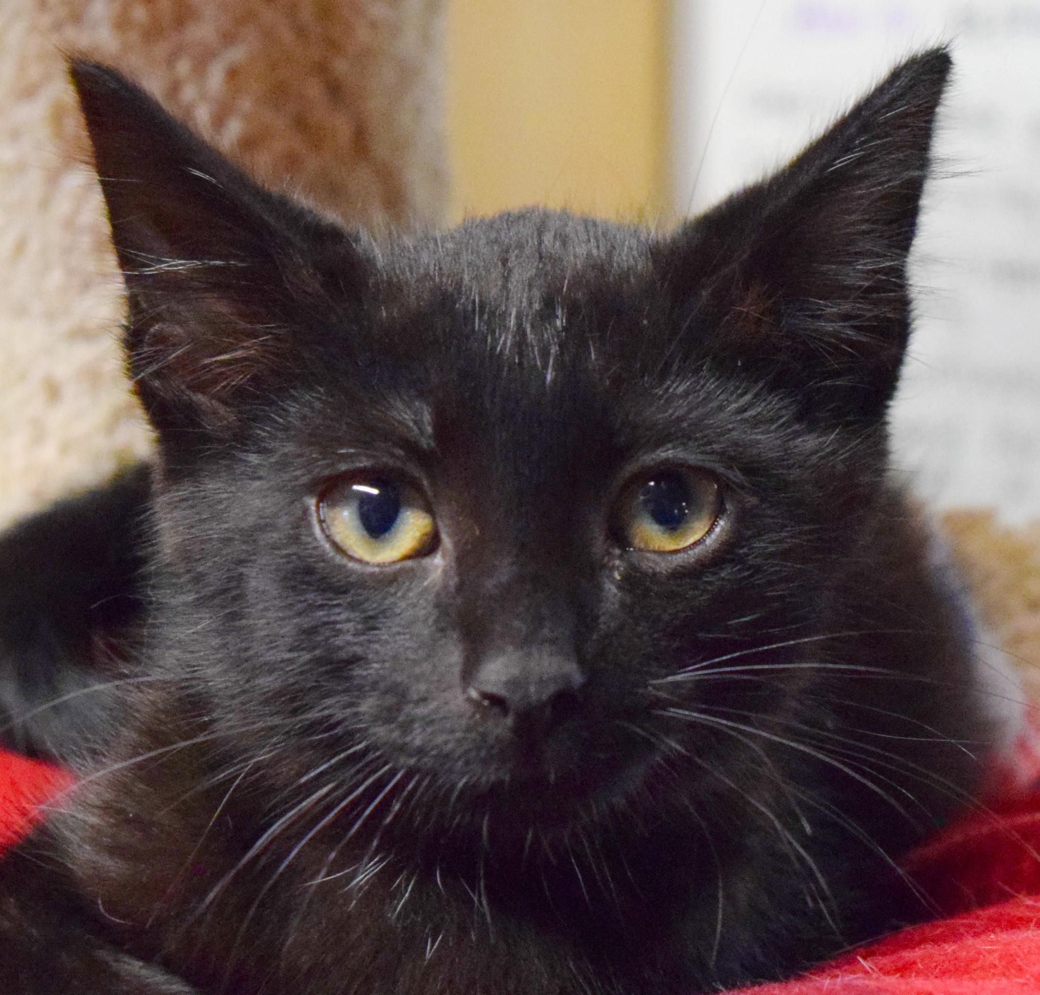 Jermaine, ADOPTABLE, Kitten Male Domestic Short Hair.