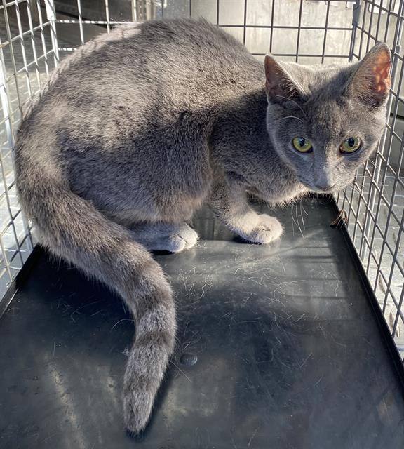 Enlarge RHEA, a Adoptable Domestic Short Hair in Fort Myers, FL image 1/1