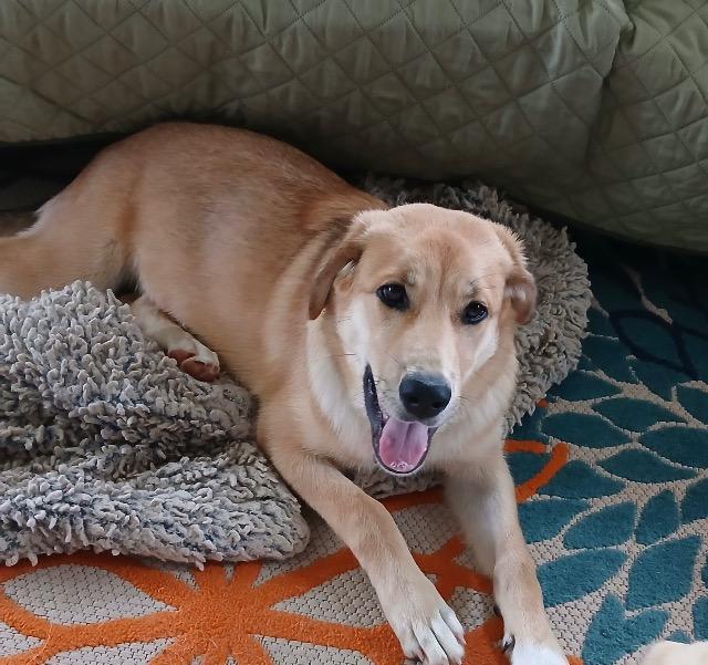 Enlarge Madison, a Adoptable Golden Retriever in Fayetteville, AR image 1/1