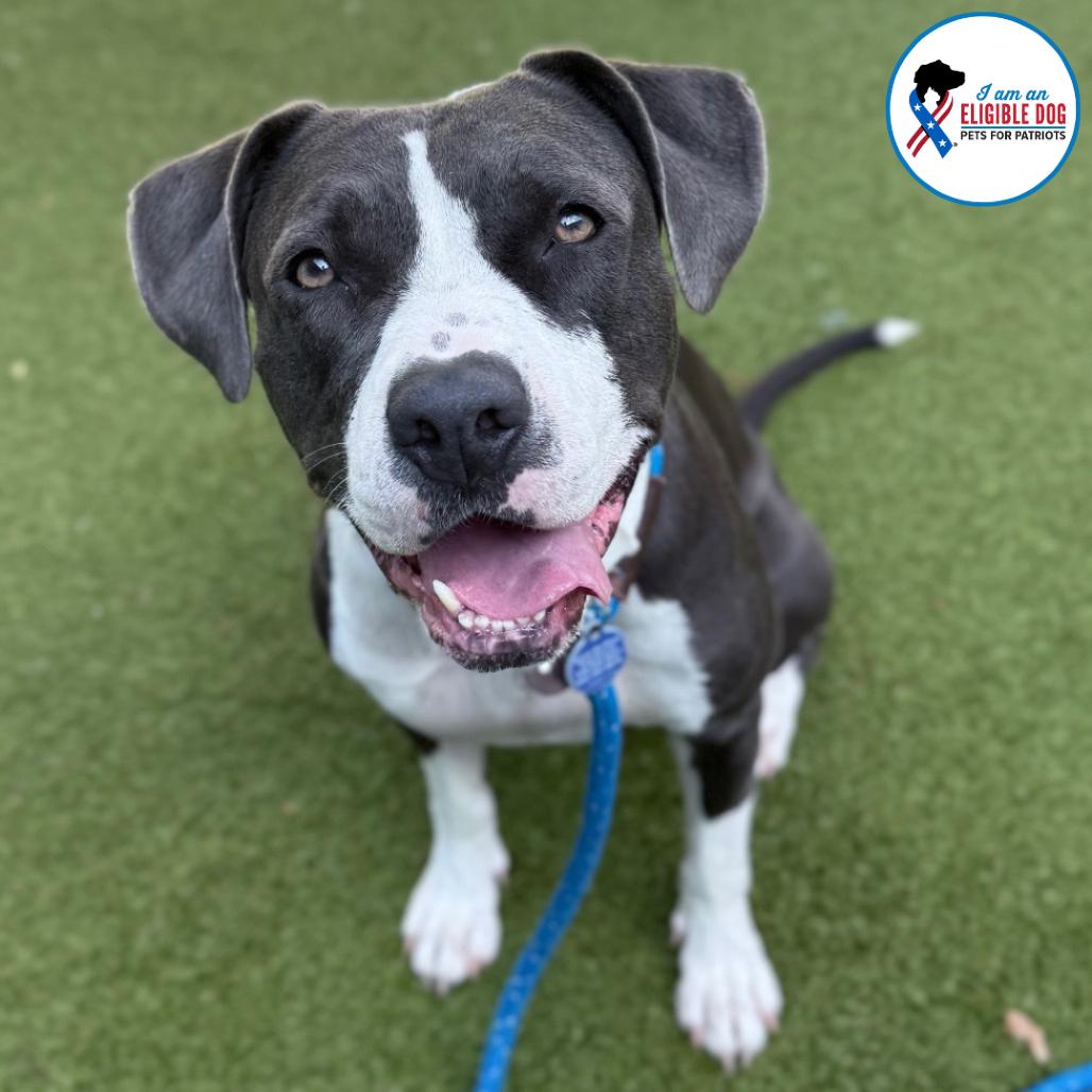 Birdie, a Adoptable mixed breed in Apache Junction, AZ image 1/6