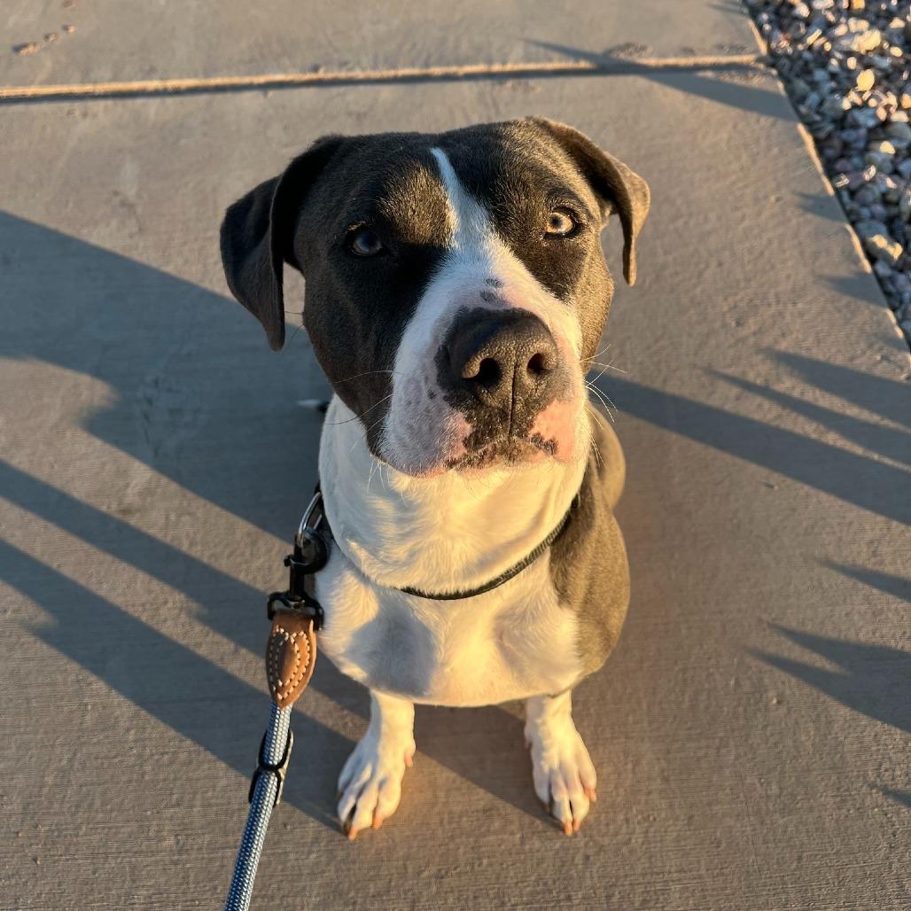 Birdie, a Adoptable mixed breed in Apache Junction, AZ image 2/6