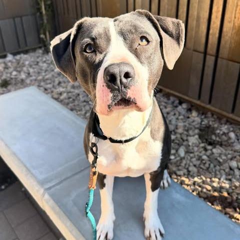 Birdie, a Adoptable mixed breed in Apache Junction, AZ image 3/6