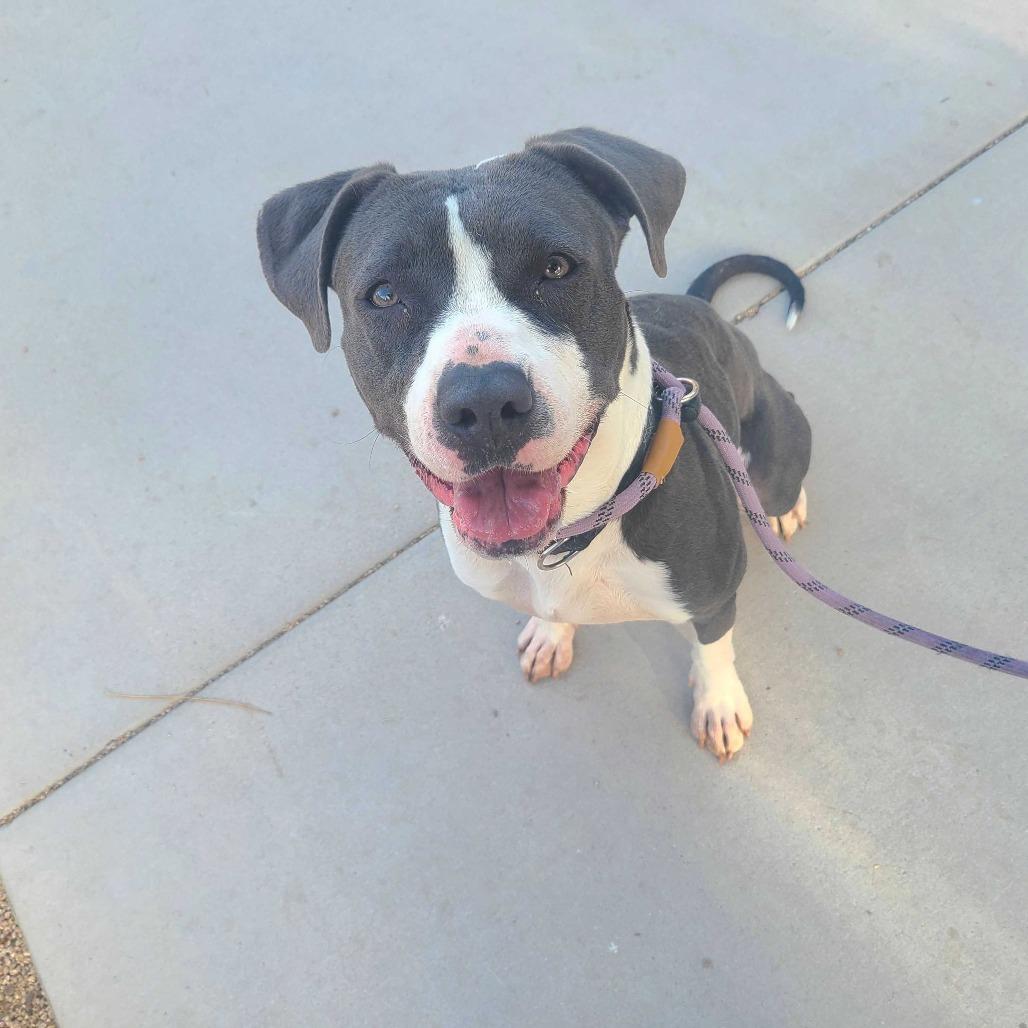 Birdie, Adoptable, Adult Female American Staffordshire Terrier & Mixed Breed.