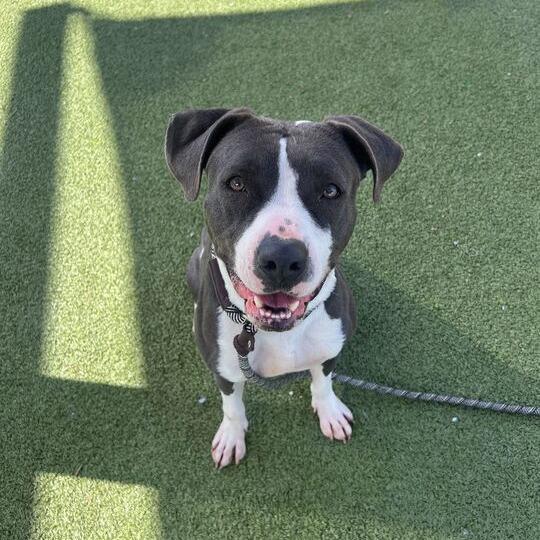 Enlarge Birdie, a Adoptable mixed breed in Apache Junction, AZ image 4/6