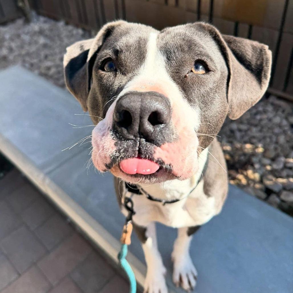 Birdie, a Adoptable mixed breed in Apache Junction, AZ image 6/6