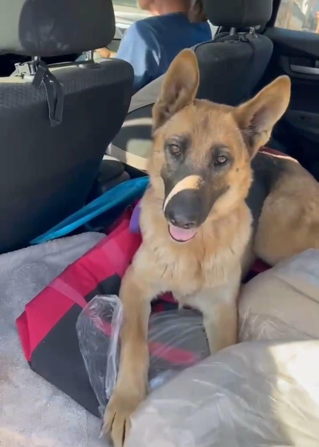 Enlarge Gracie, a ADOPTABLE German Shepherd Dog in Temecula, CA image 3/4
