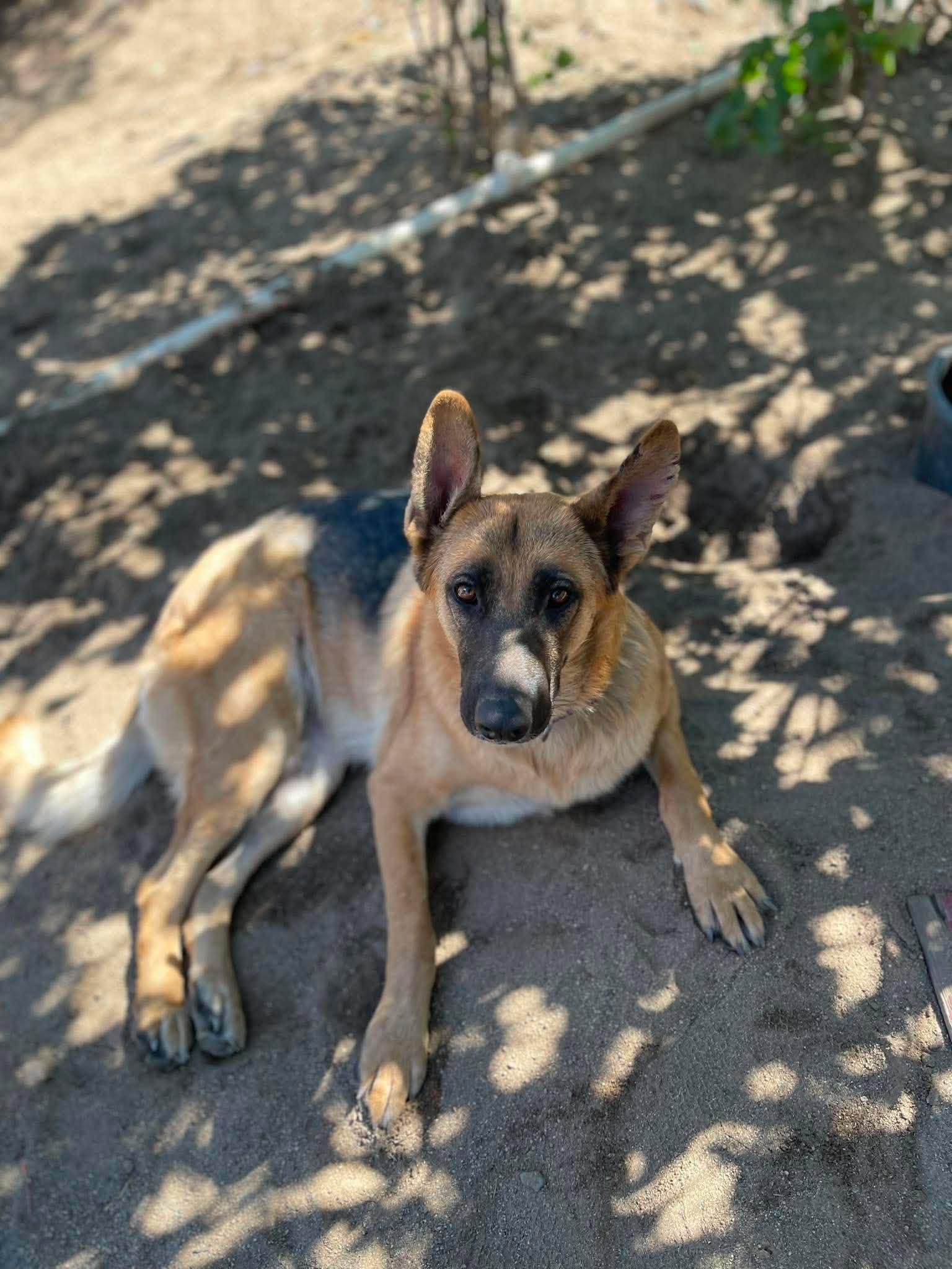 Enlarge Gracie, a ADOPTABLE German Shepherd Dog in Temecula, CA image 1/4