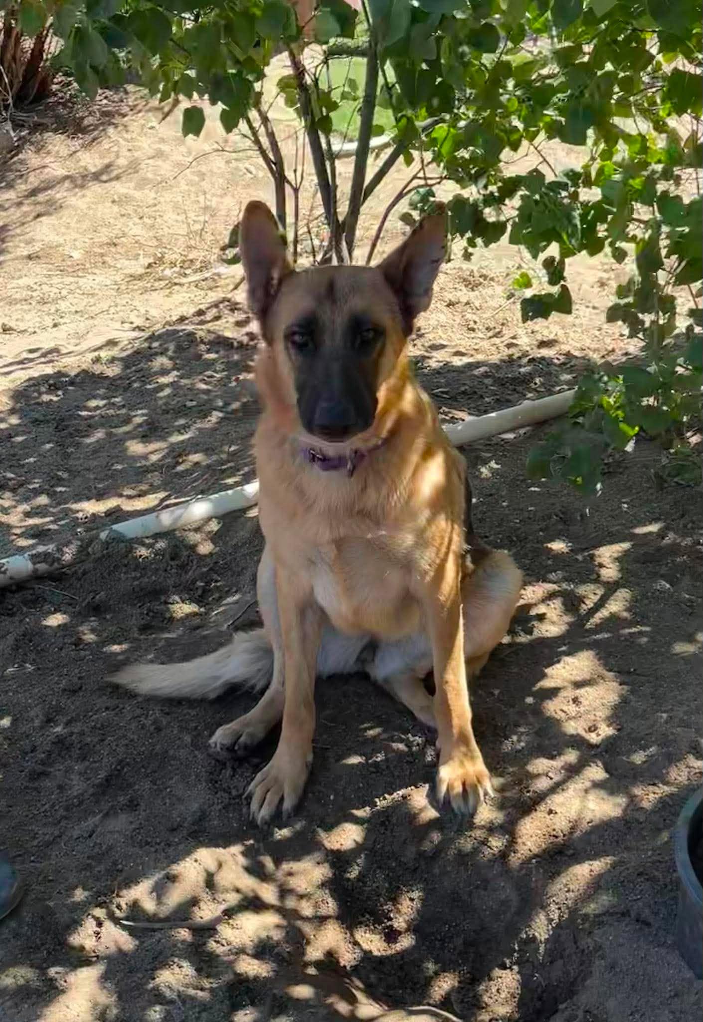 Enlarge Gracie, a ADOPTABLE German Shepherd Dog in Temecula, CA image 2/4