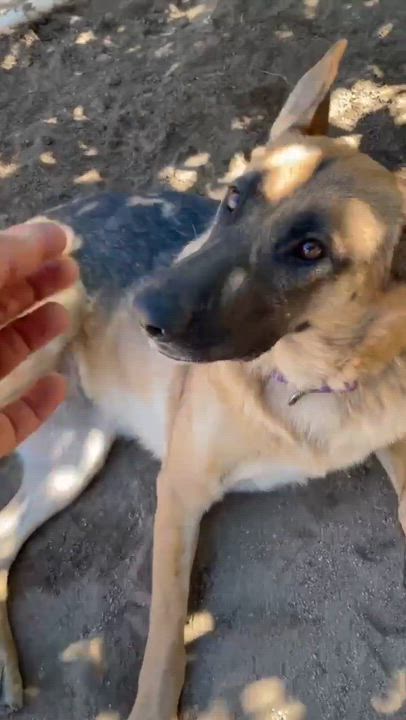 Enlarge Gracie, a ADOPTABLE German Shepherd Dog in Temecula, CA video 4/4