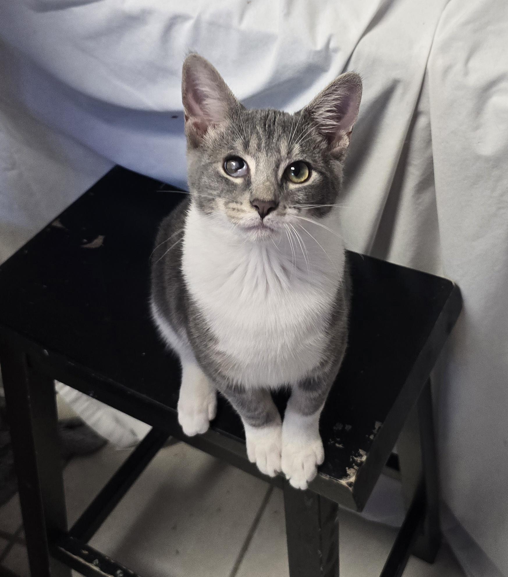 Sunny, adopted, Kitten Male Domestic Short Hair.