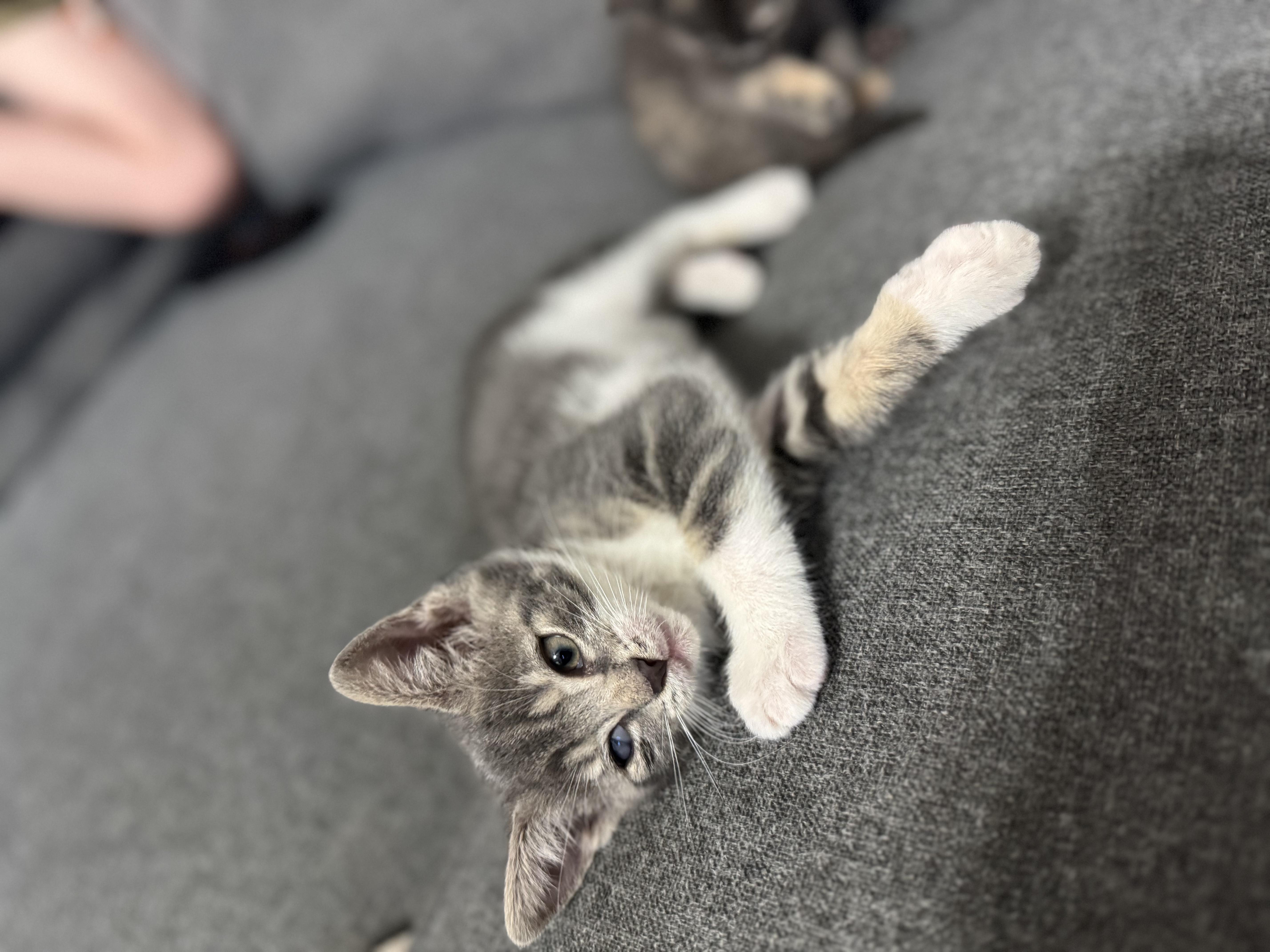 Sunny, ADOPTABLE, Kitten Male Domestic Short Hair.