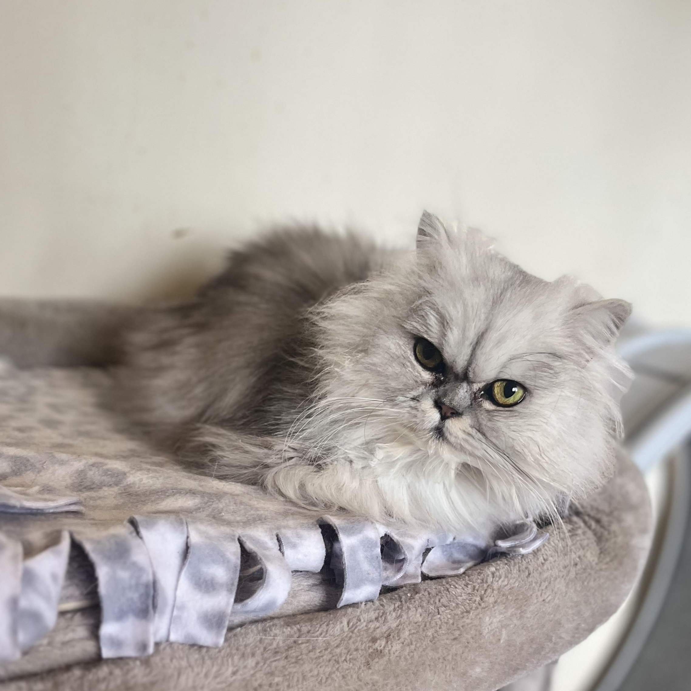 Enlarge Fiona, a ADOPTABLE mixed breed in Everett, WA image 3/3