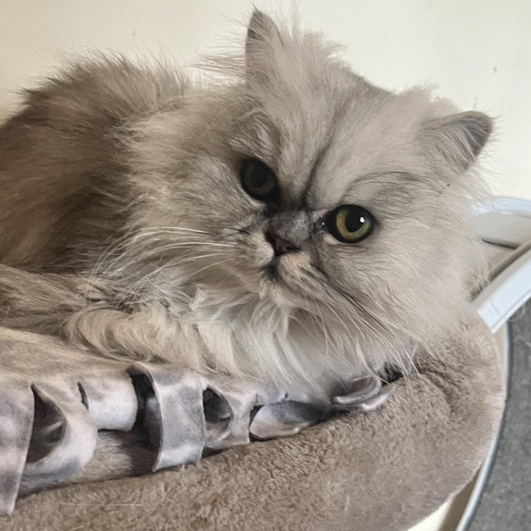 Enlarge Fiona, a ADOPTABLE mixed breed in Everett, WA image 2/3