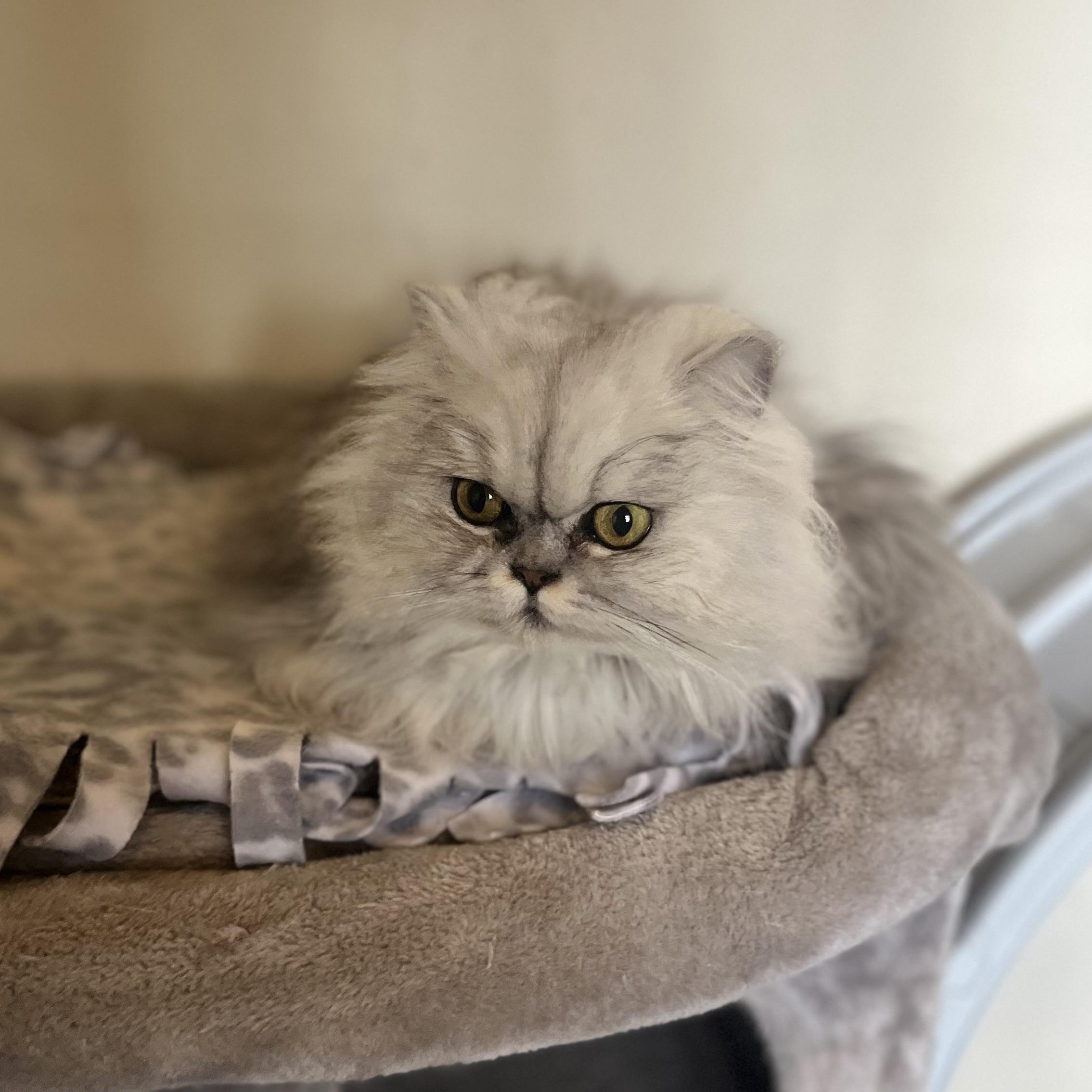 Fiona, ADOPTABLE, Adult Female Persian.