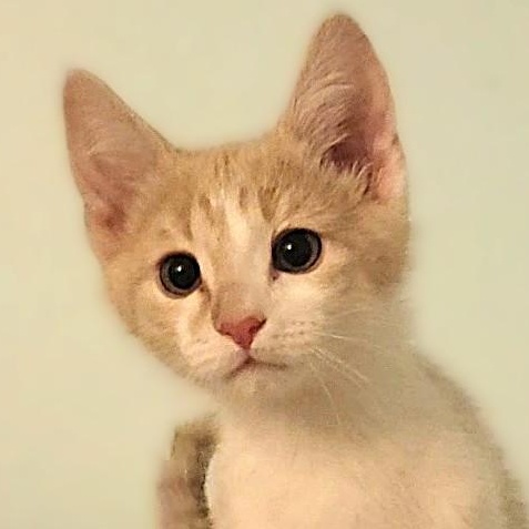 Enlarge Pixel, an adopted Domestic Short Hair in Irvine, CA image 1/4