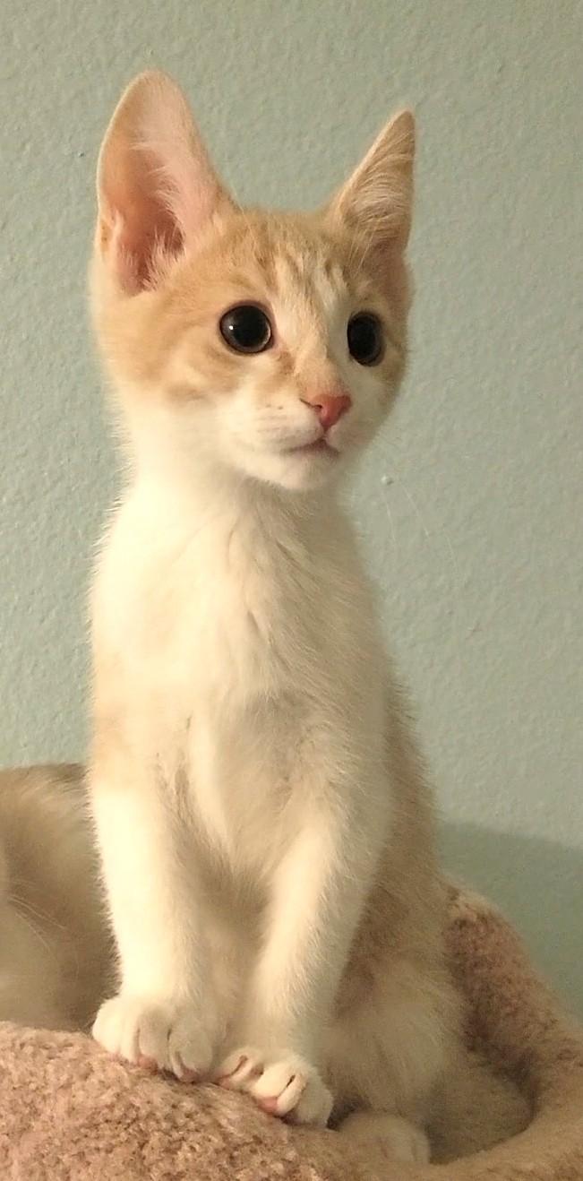 Enlarge Pixel, an adopted Domestic Short Hair in Irvine, CA image 2/4