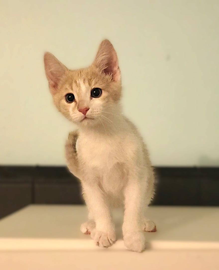 Enlarge Pixel, an adopted Domestic Short Hair in Irvine, CA image 4/4