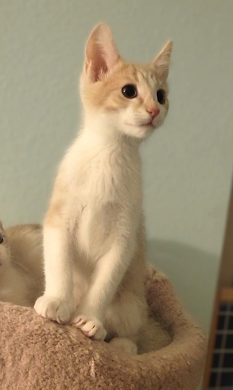 Enlarge Pixel, an adopted Domestic Short Hair in Irvine, CA image 3/4