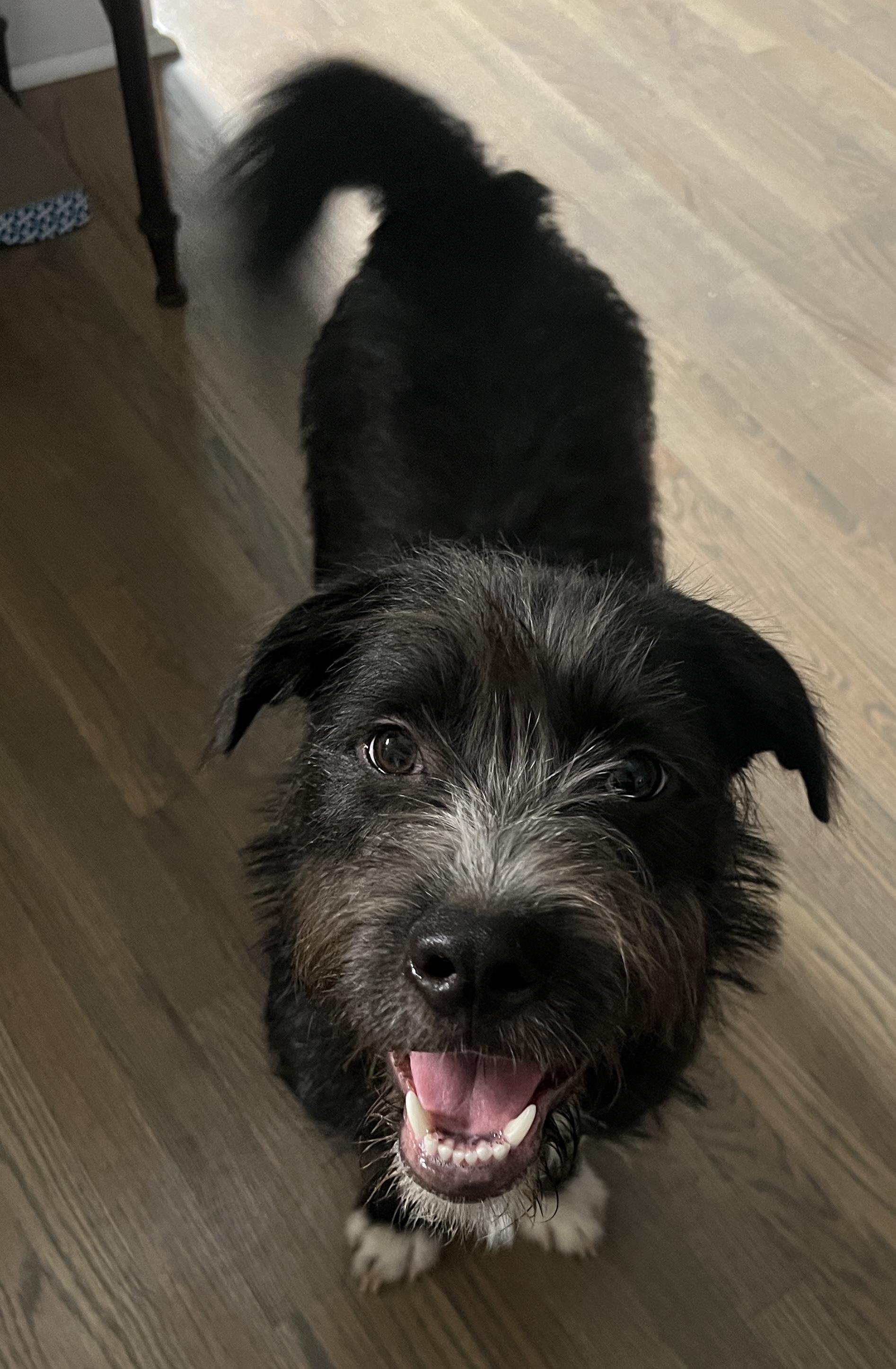 Walter, ADOPTABLE, Young Male Wirehaired Terrier.