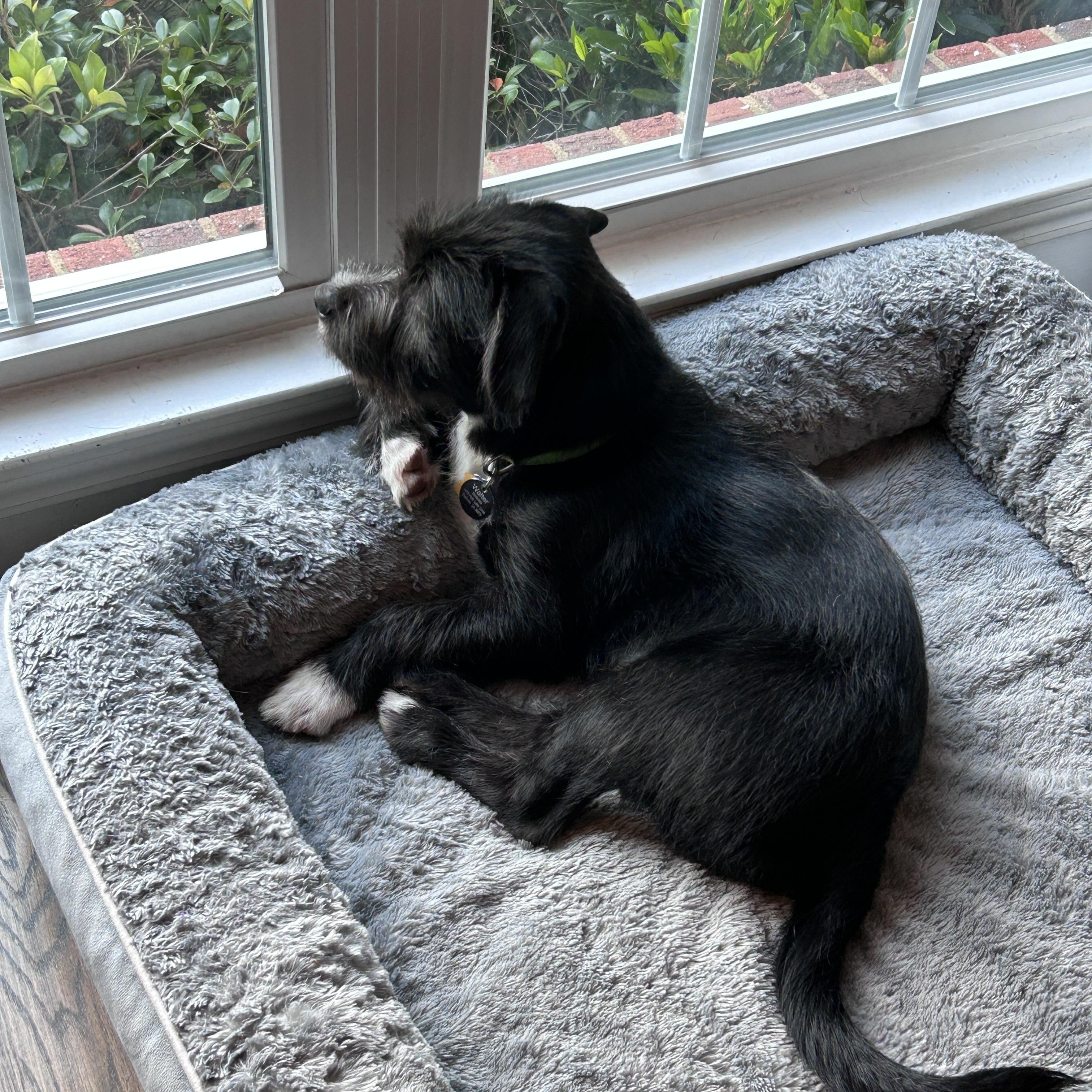 Enlarge Walter, a ADOPTABLE mixed breed in Lawrenceville, GA image 3/6