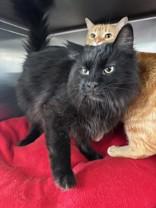 Lucifer * Bonded to Tiger, ADOPTABLE, Adult Male Domestic Medium Hair.