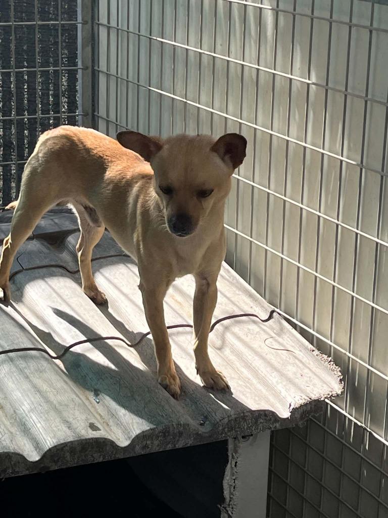 Enlarge Montie, a Adoptable Chihuahua in Newman, CA image 1/1