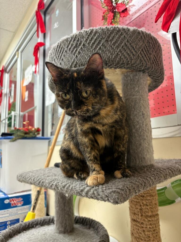 Enlarge Summer, a Adoptable Domestic Short Hair in Indianapolis, IN image 1/5