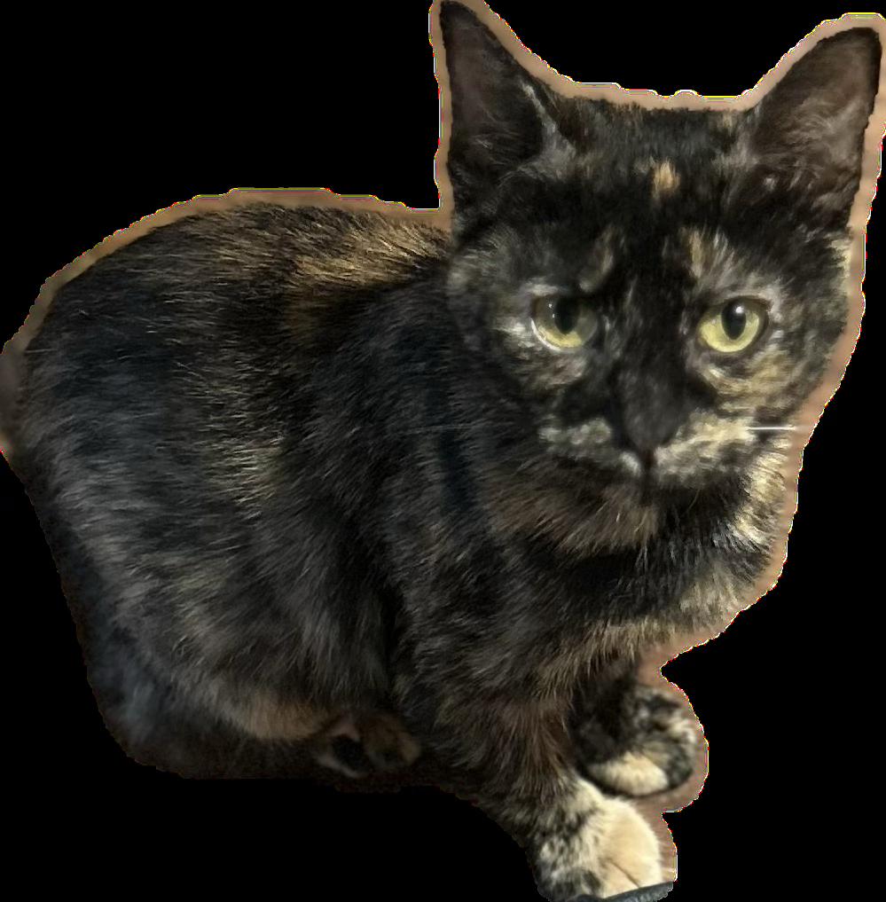 Enlarge Summer, a Adoptable Domestic Short Hair in Indianapolis, IN image 5/5