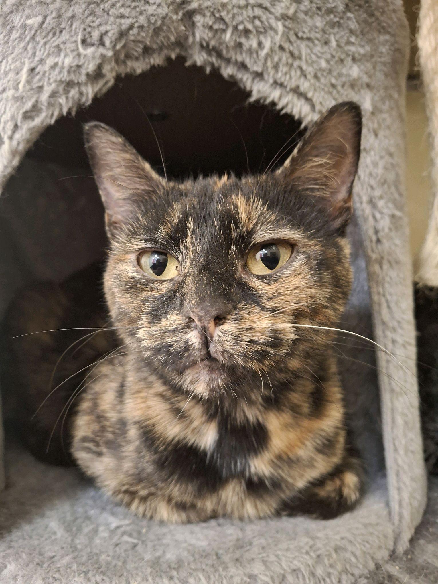 Summer, Adoptable, Adult Female Domestic Short Hair.