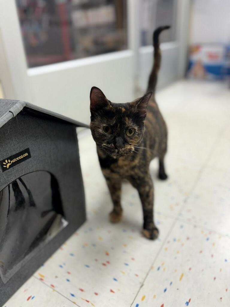 Enlarge Summer, a Adoptable Domestic Short Hair in Indianapolis, IN image 3/5