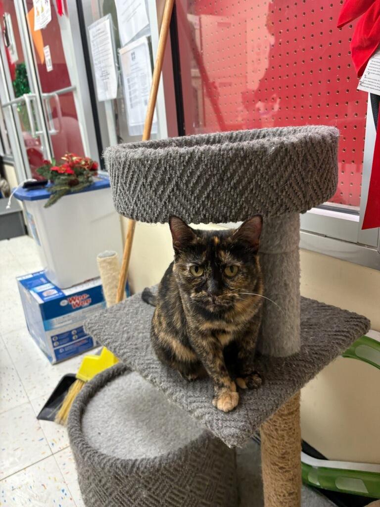 Enlarge Summer, a Adoptable Domestic Short Hair in Indianapolis, IN image 4/5