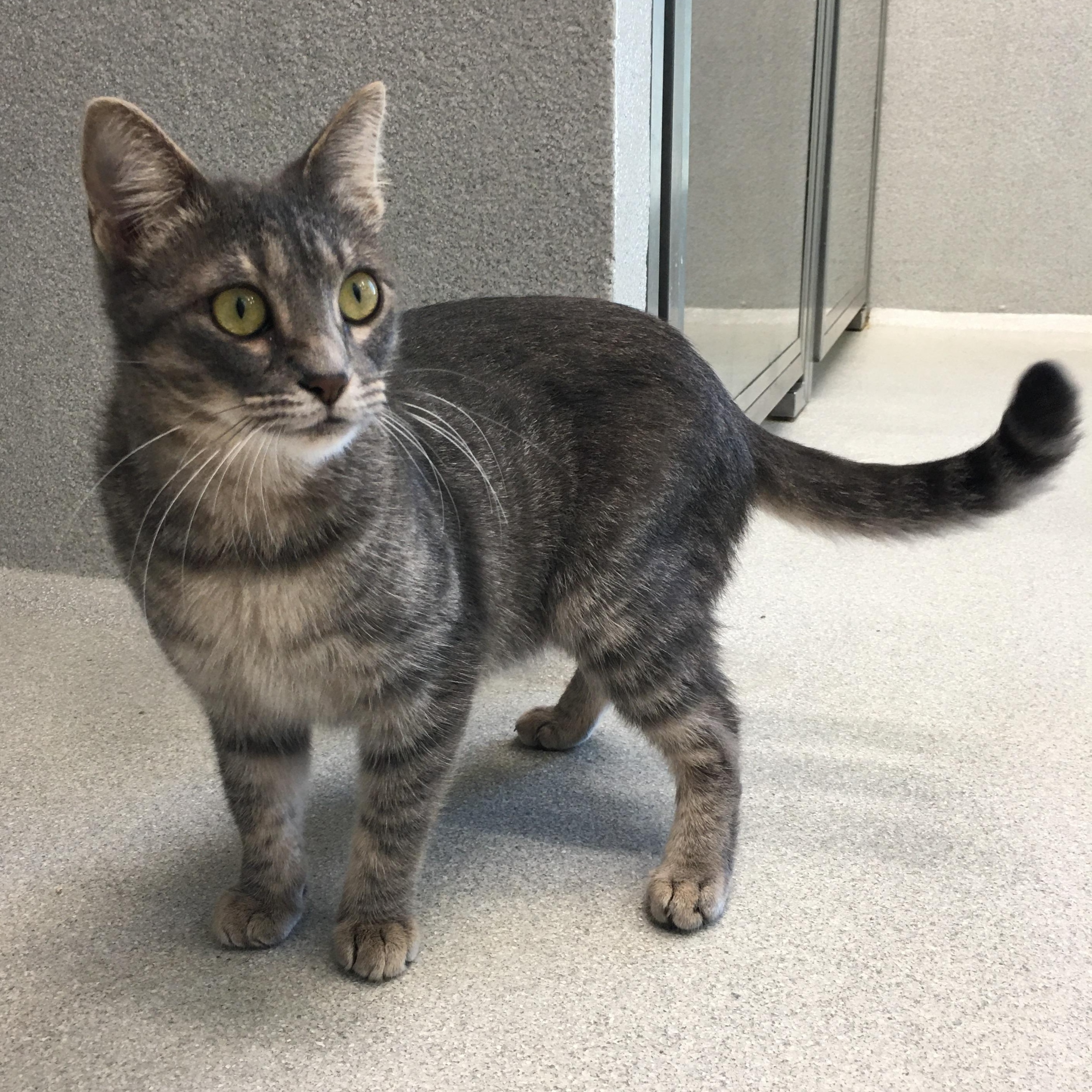 Cream, Adoptable, Young Female Domestic Short Hair.