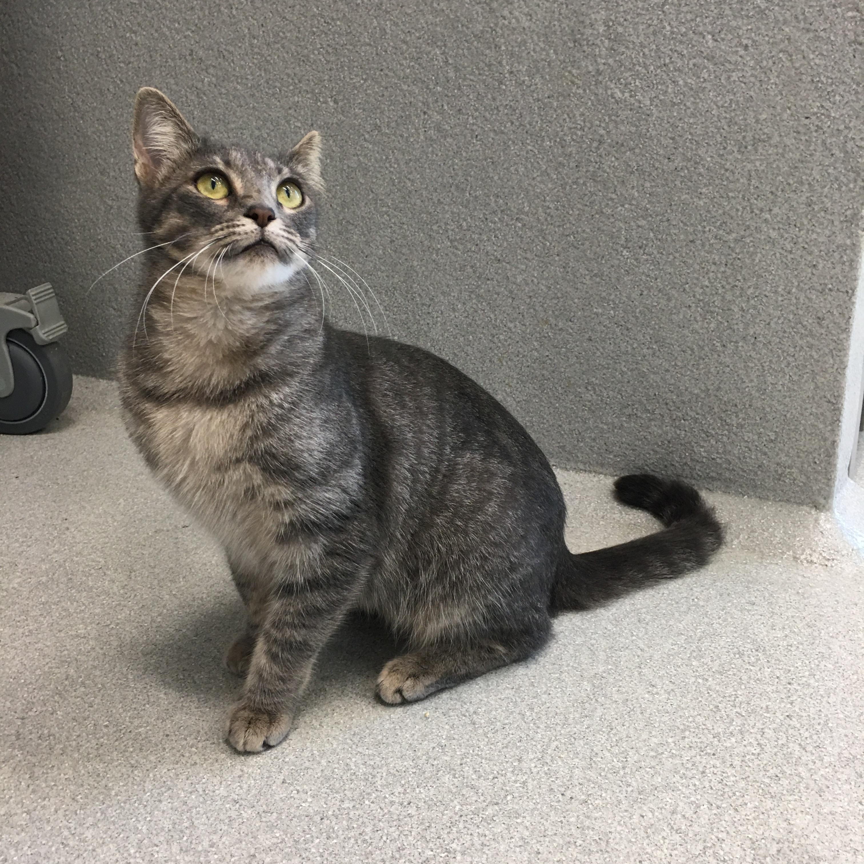 Cream, a Adoptable Domestic Short Hair in Greenville, TX image 3/3