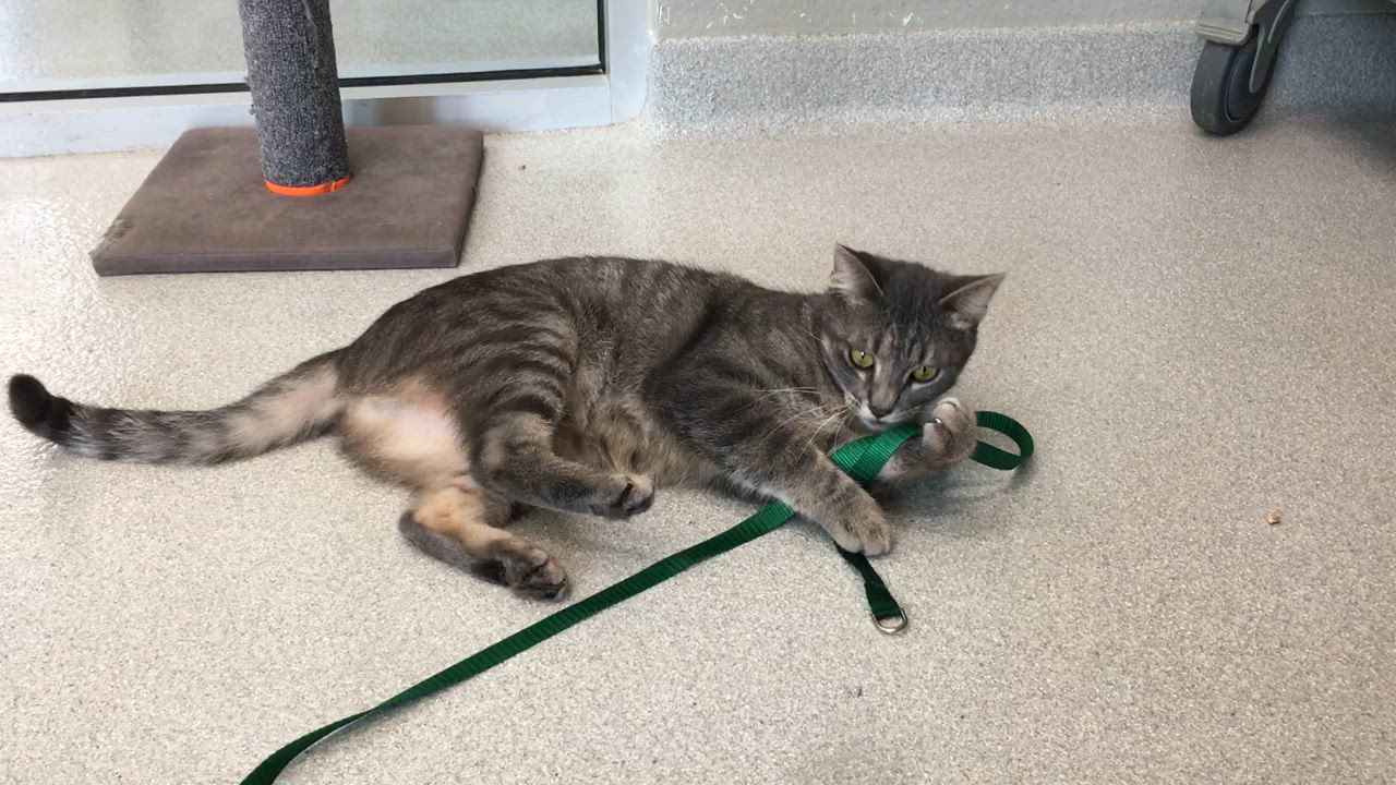 Enlarge Cream, a Adoptable Domestic Short Hair in Greenville, TX video 1/3