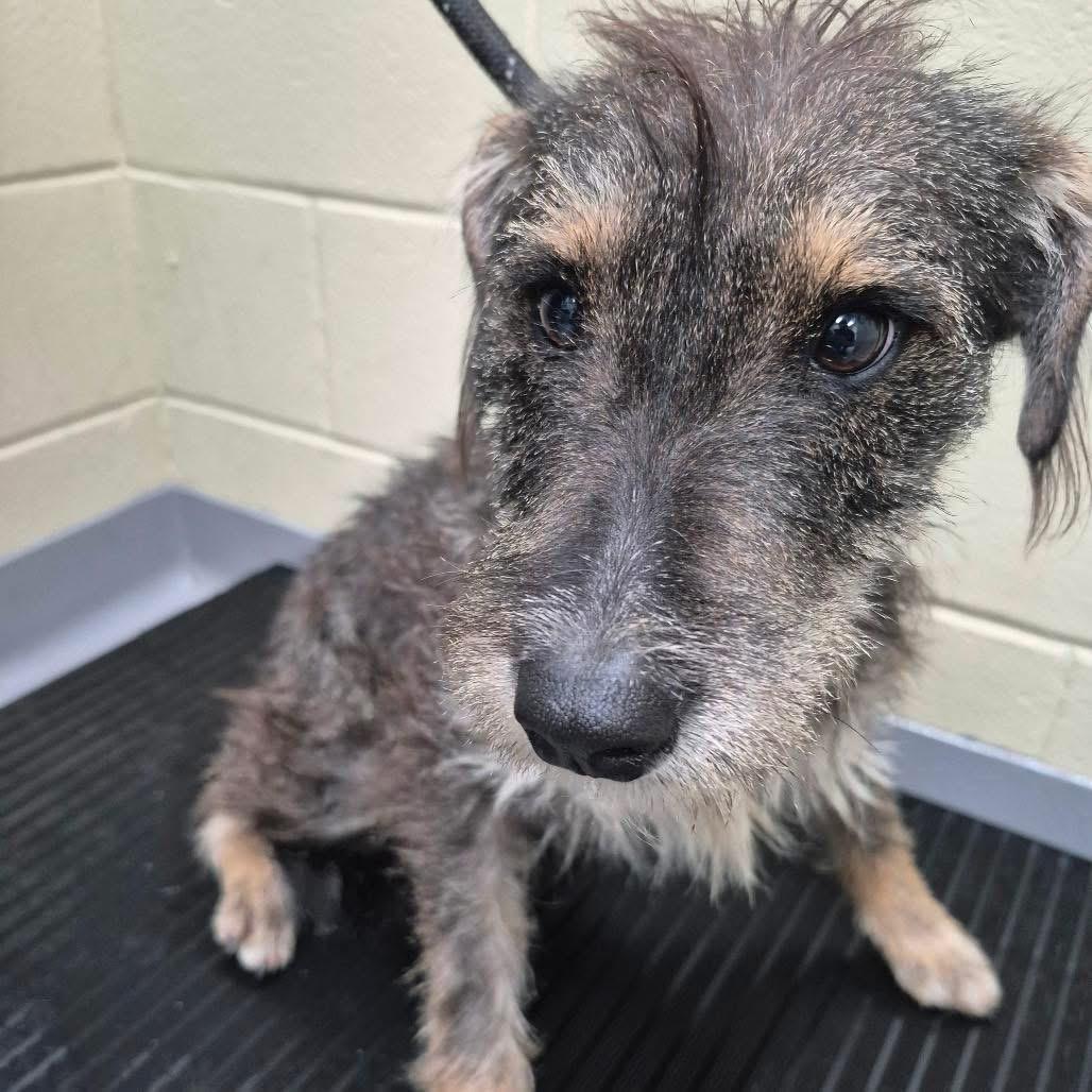 Enlarge Rattus, a Adoptable mixed breed in Crystal Lake, IL image 3/3