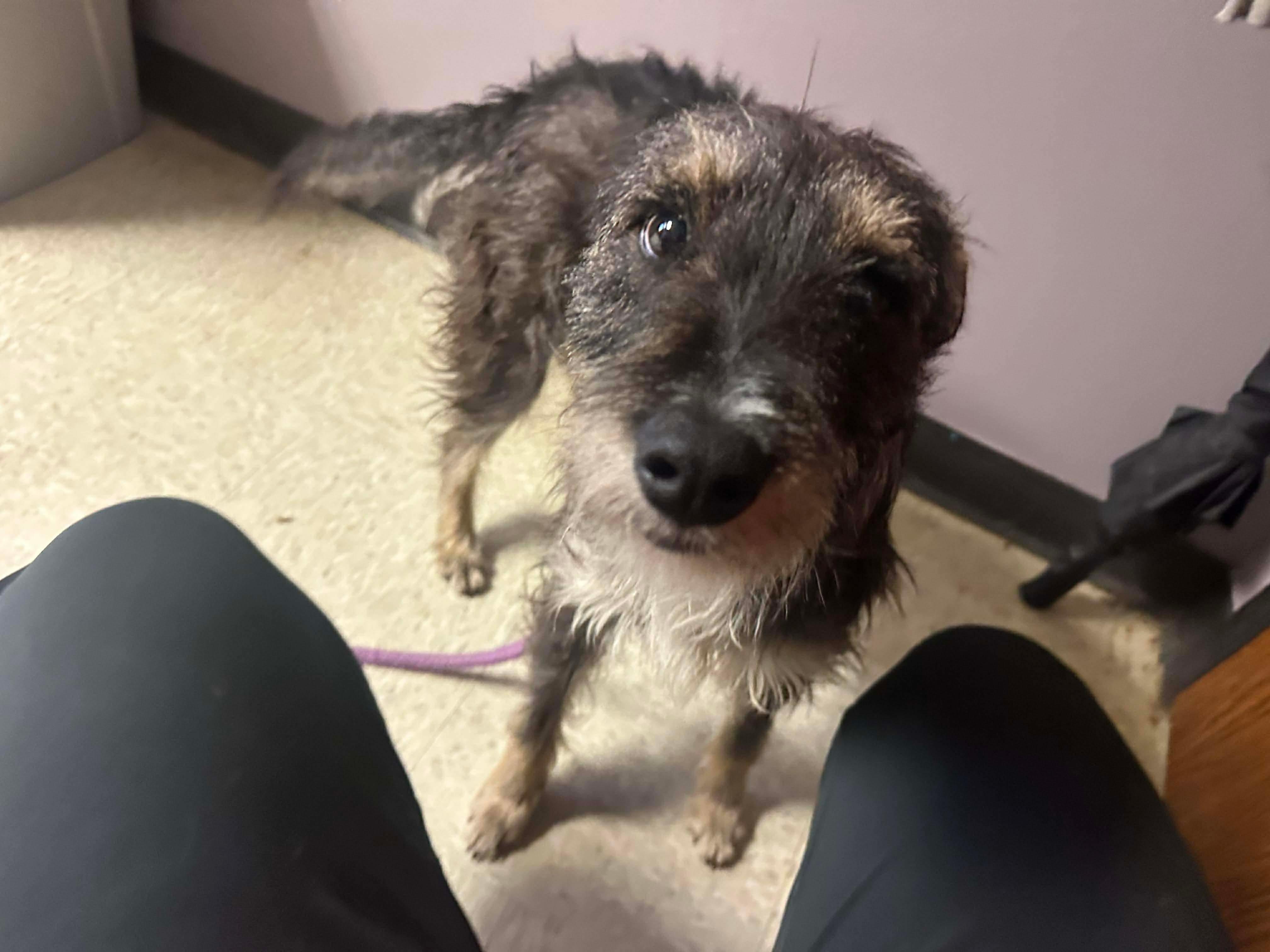 Rattus, Adoptable, Adult Male Terrier.