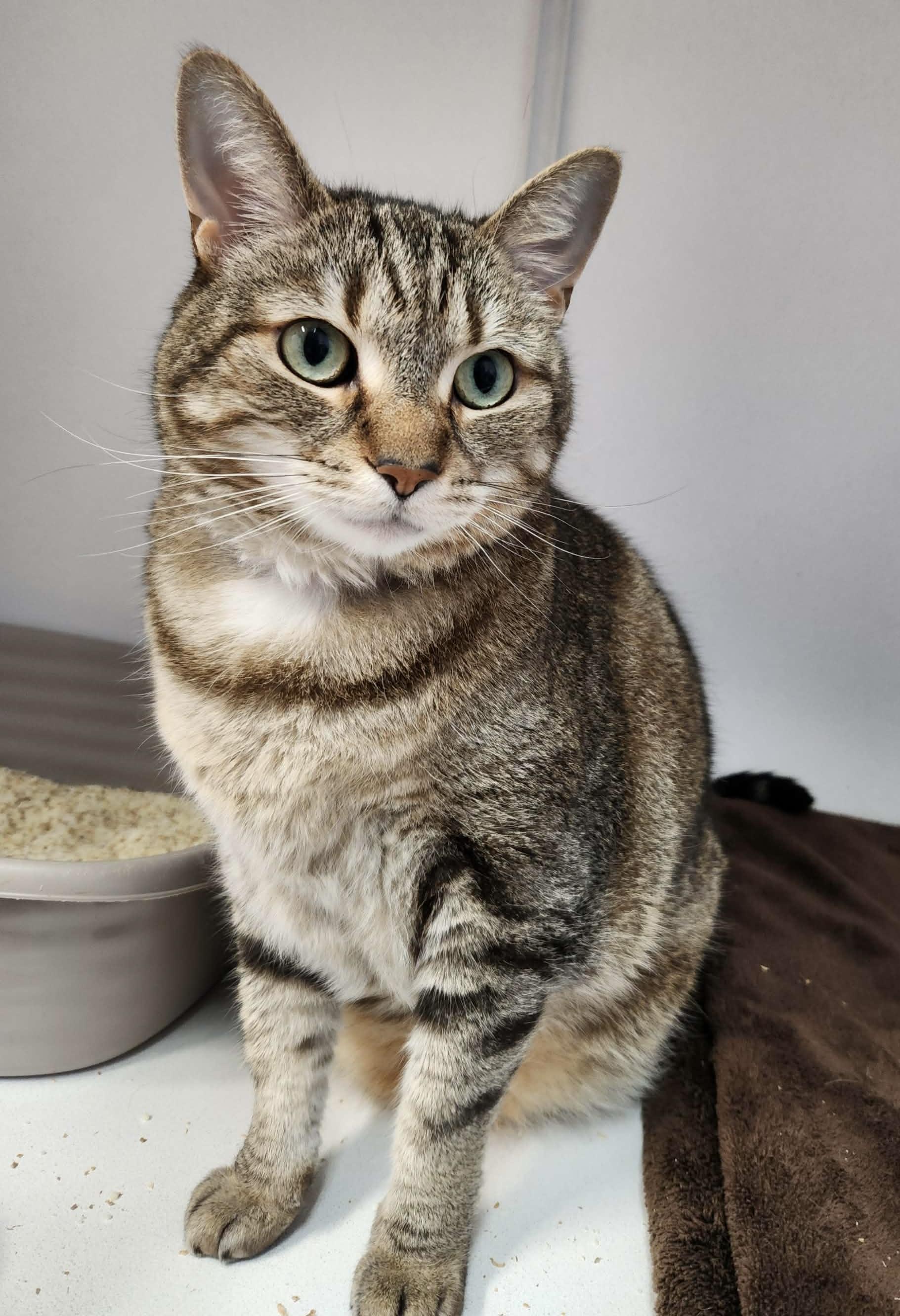 Enlarge Kiara, a ADOPTABLE Domestic Short Hair in Breinigsville, PA image 1/1