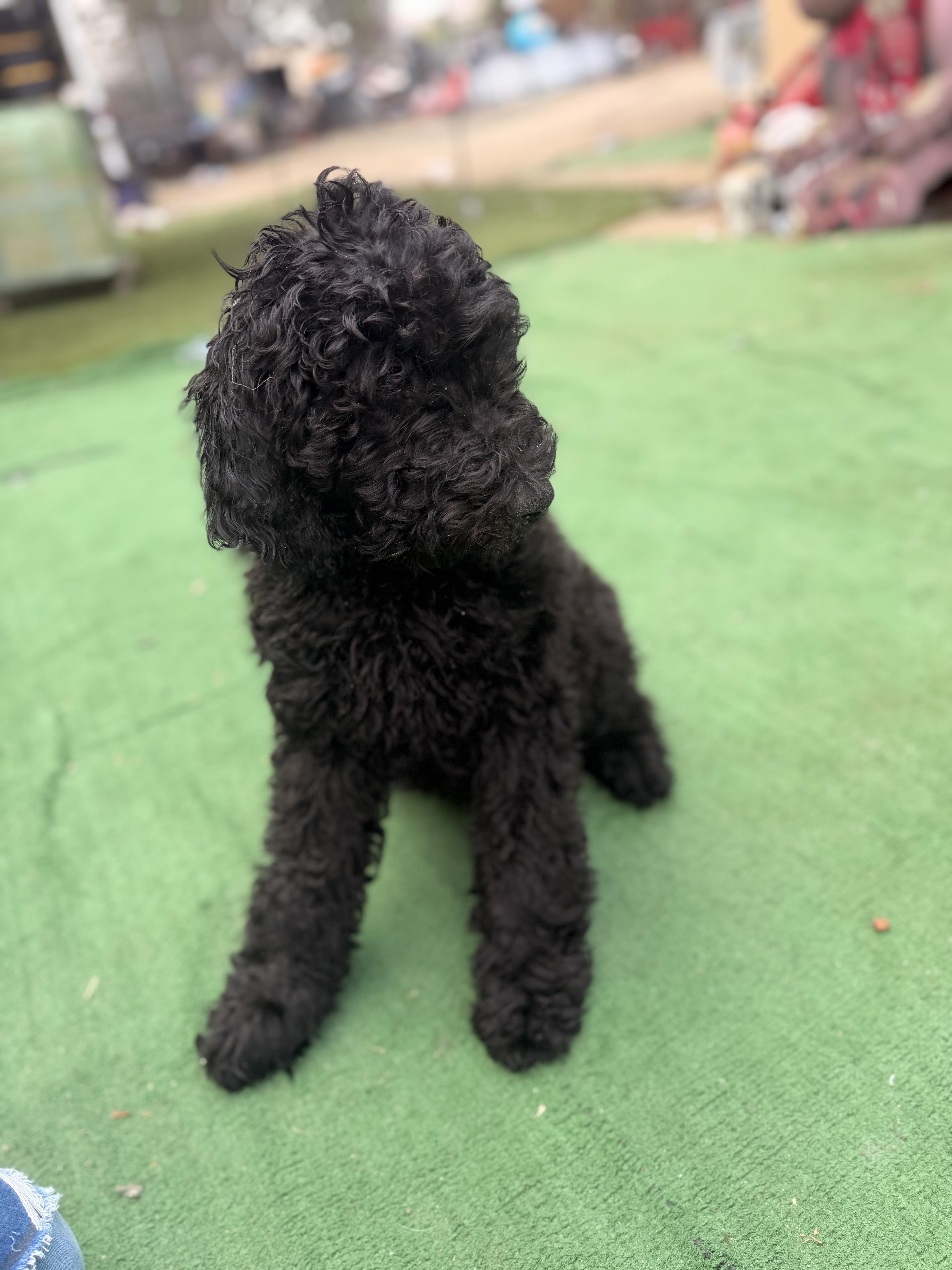 Enlarge Prince, a ADOPTABLE Standard Poodle in Moreno Valley, CA image 4/5
