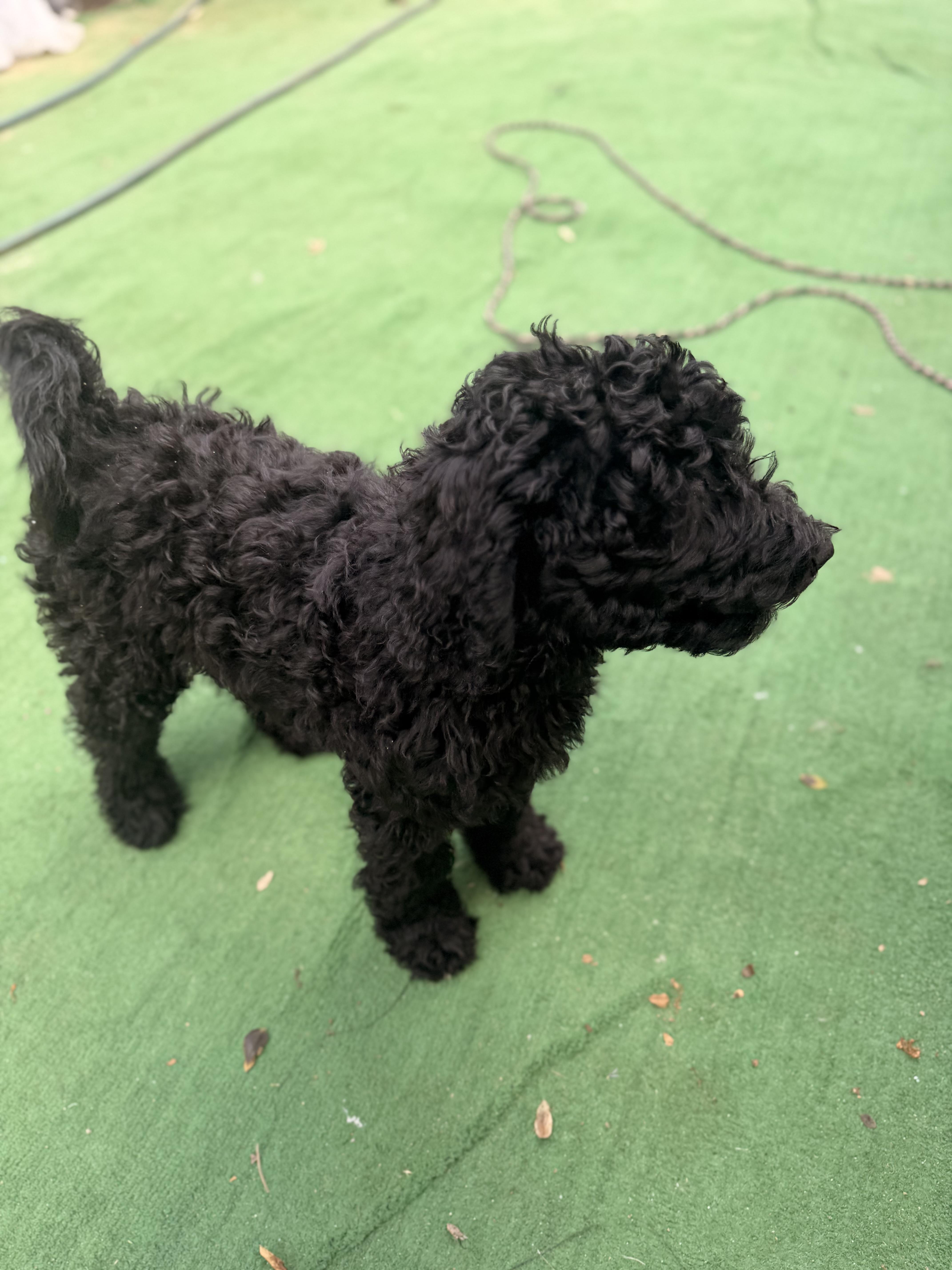 Enlarge Prince, a ADOPTABLE Standard Poodle in Moreno Valley, CA image 3/5