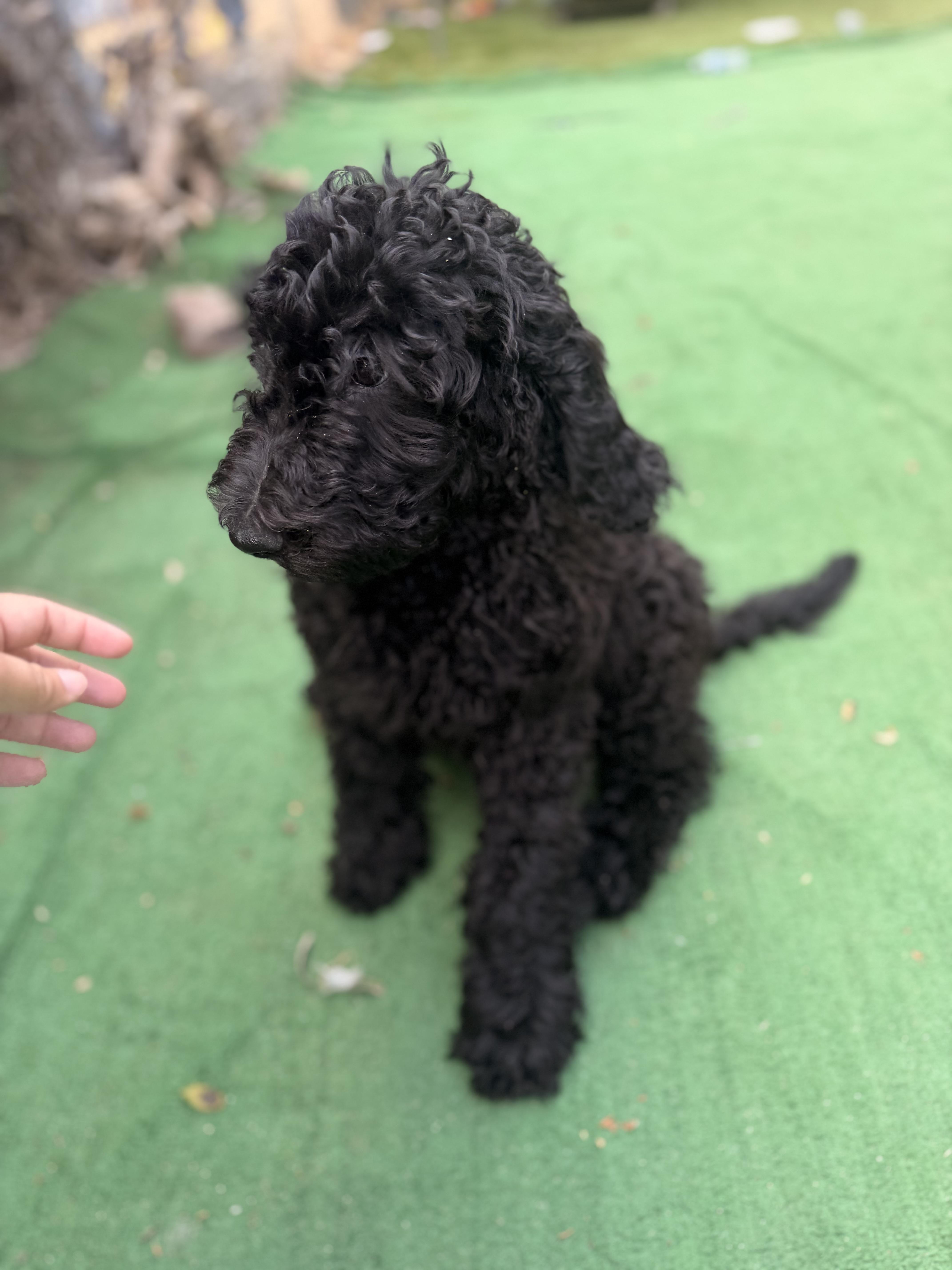 Enlarge Prince, a ADOPTABLE Standard Poodle in Moreno Valley, CA image 5/5