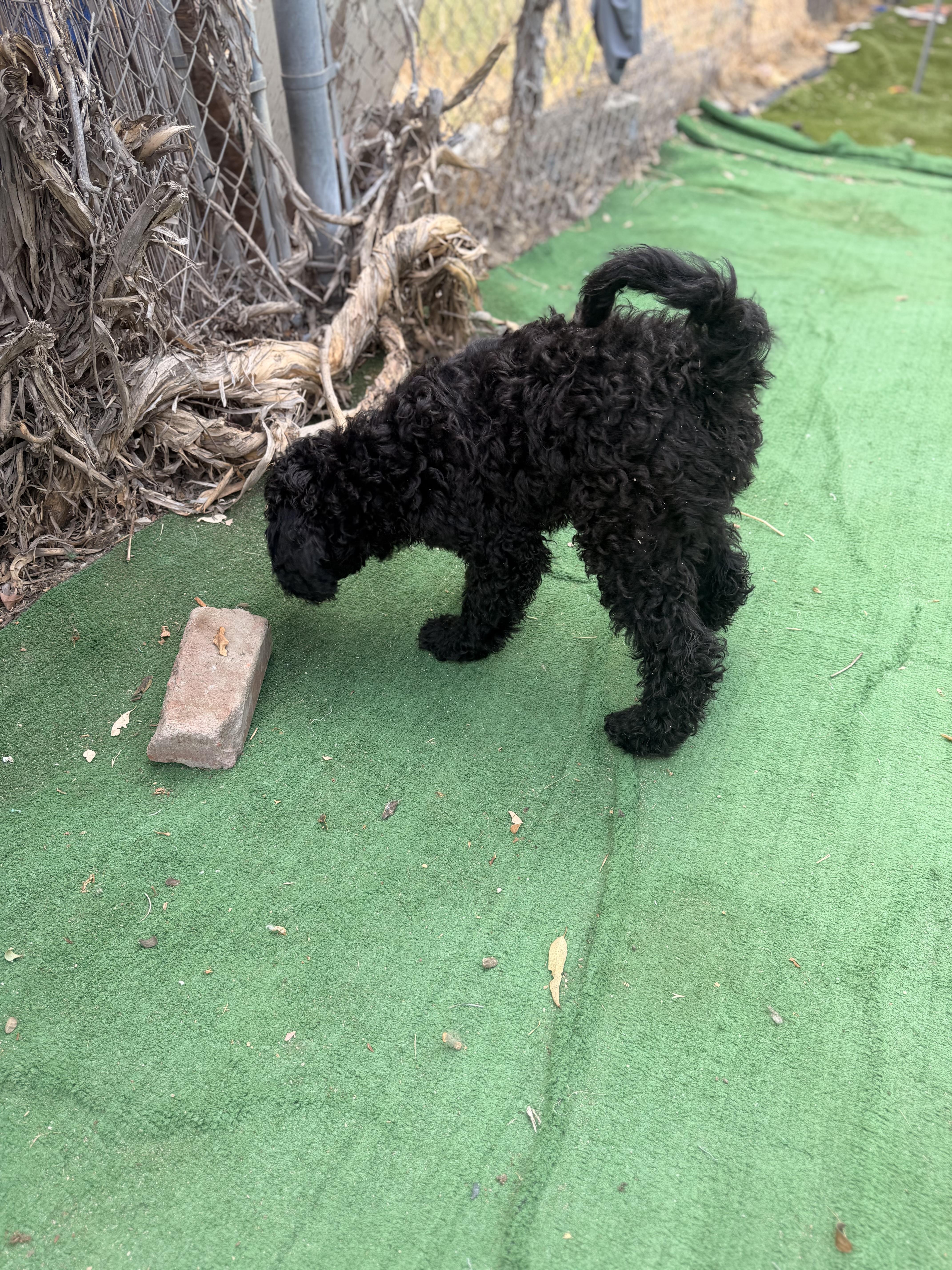 Enlarge Prince, a ADOPTABLE Standard Poodle in Moreno Valley, CA image 2/5