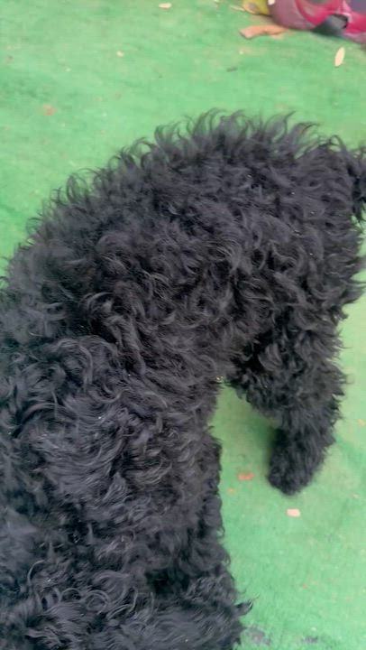Enlarge Prince, a ADOPTABLE Standard Poodle in Moreno Valley, CA video 1/5