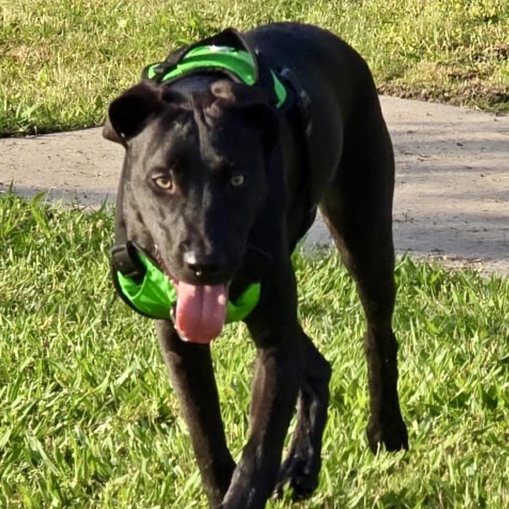 Donnie B (Reduced Rover) — thumbnail 2