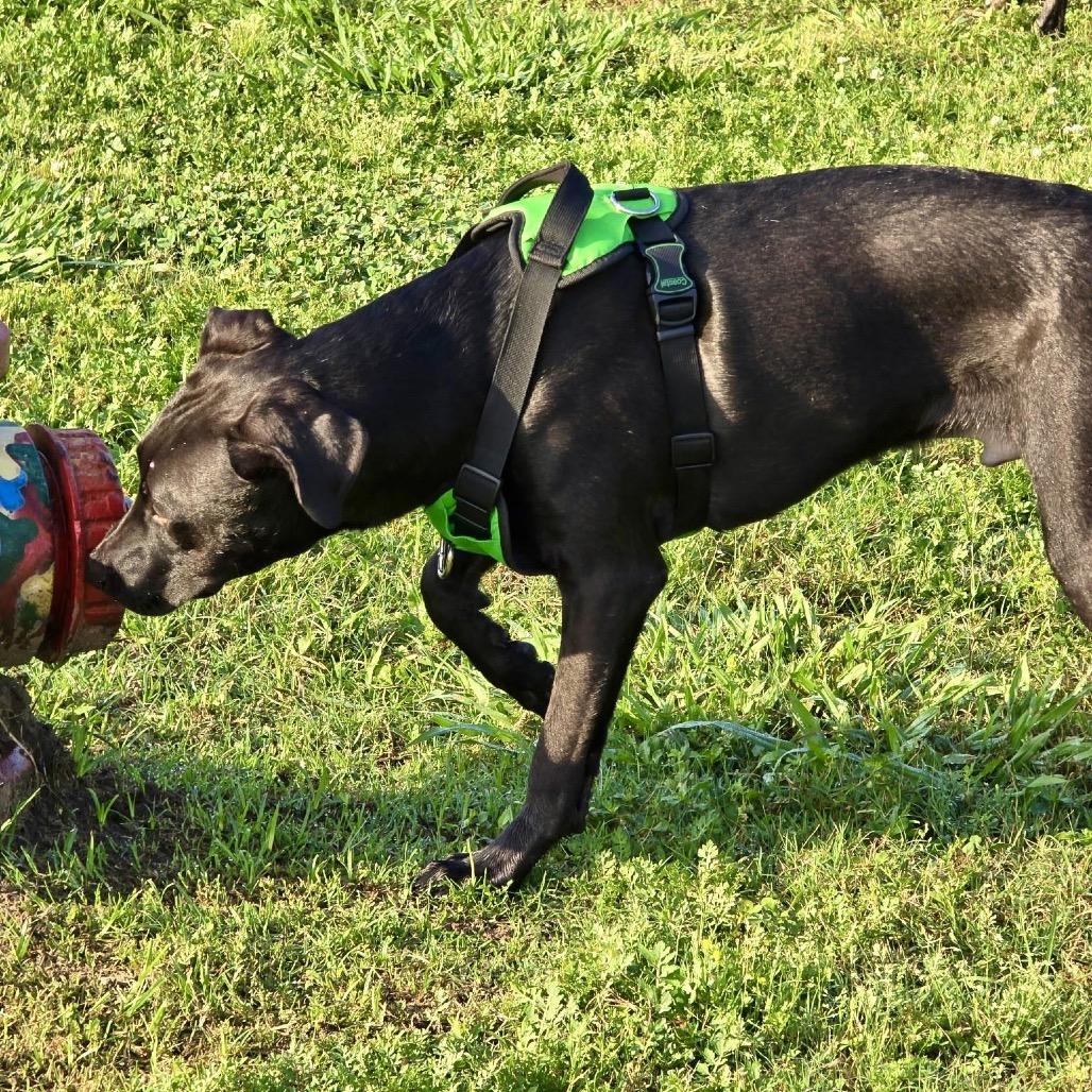 Donnie B (Reduced Rover) — thumbnail 4