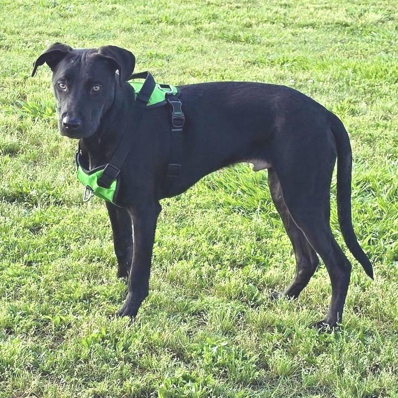 Donnie B (Reduced Rover) — thumbnail 5