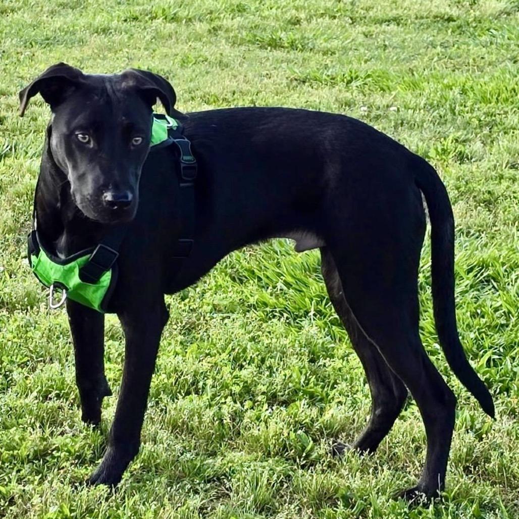 Donnie B (Reduced Rover) — thumbnail 6