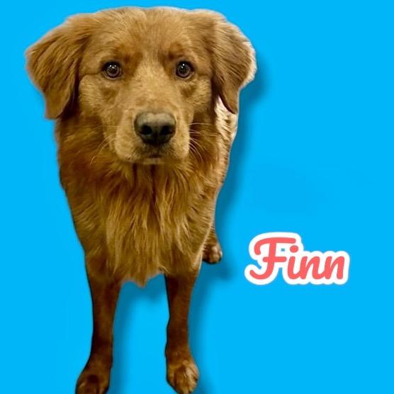 Enlarge Finn, a Adoptable mixed breed in Scottsdale, AZ image 1/1