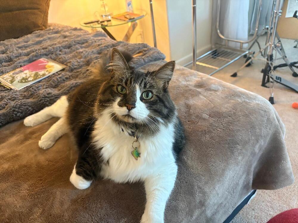 Archie, Adoptable, Adult Male Ragdoll.
