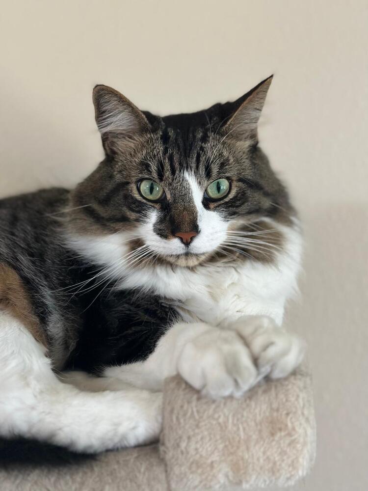 Enlarge Archie, a Adoptable mixed breed in Oceanside, CA image 2/4