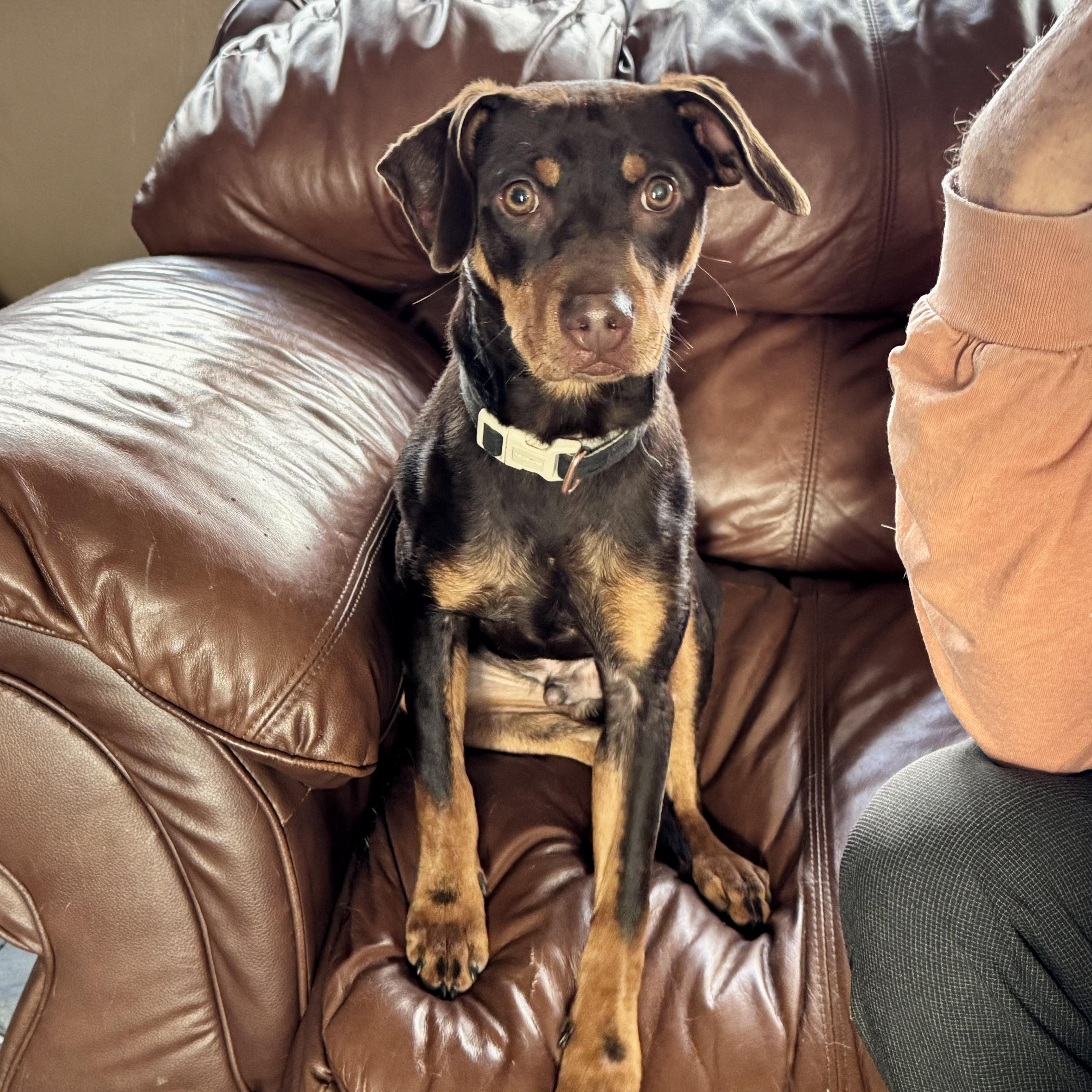 Snickers, ADOPTABLE, Young Male Miniature Pinscher.